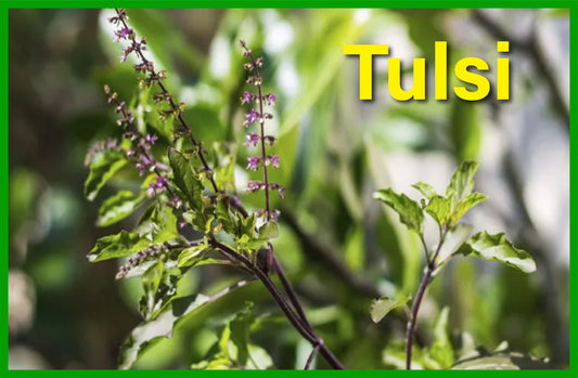Tulsi: Nature's Pharmacy and its Benefits