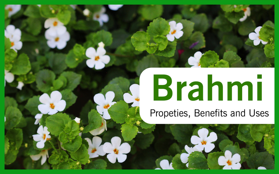 Brahmi: Propeties, Benefits and Uses